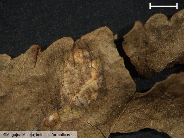 Caeoma mercurialis 
