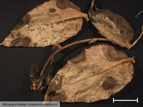 Puccinia hieracii 