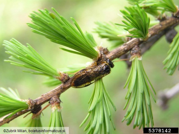 macesnova grizlica (<i>Pristiphora laricis</i>) na <i>Larix decidua</i>