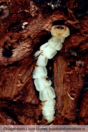 <i>Agrilus biguttatus</i> na <i>Quercus robur</i>