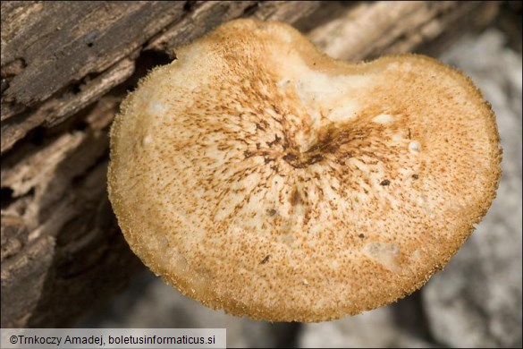 Polyporus arcularius