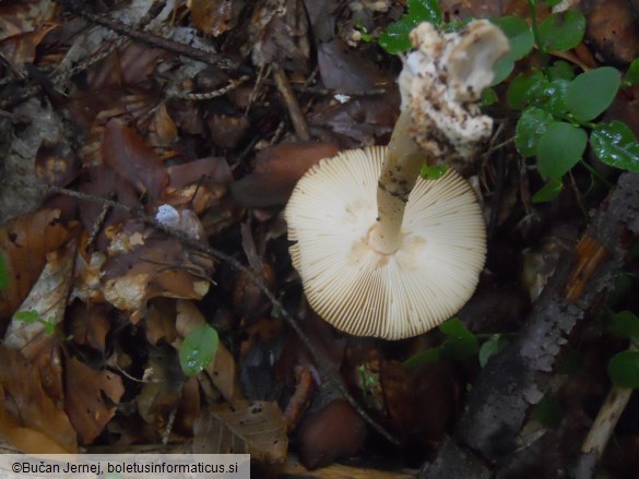 Amanita fulva