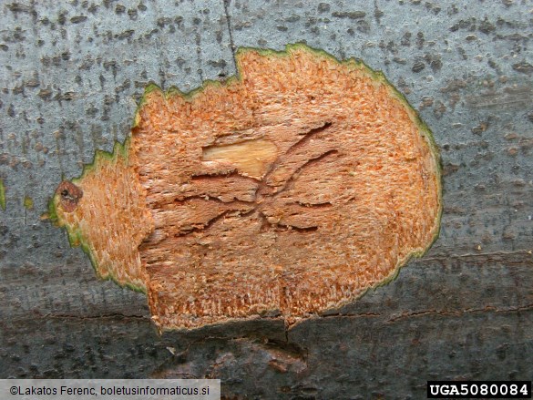 beech bark beetle (Taphrorychus bicolor ) on European beech (Fagus sylvatica )