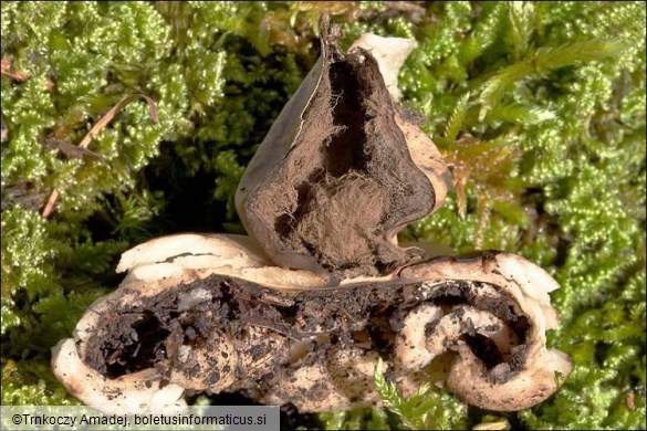 Geastrum fimbriatum