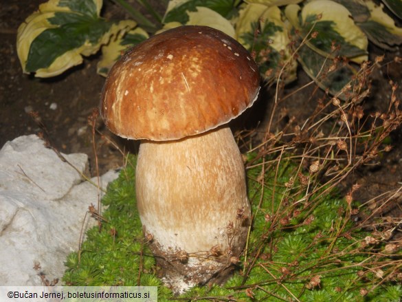 Boletus aestivalis