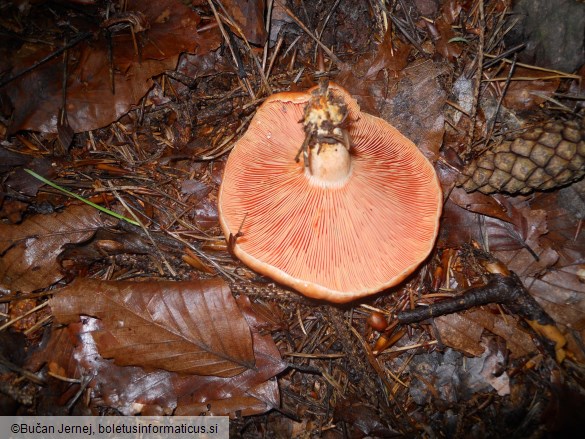 Lactarius deterrimus