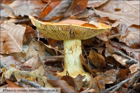 Cortinarius elegantissimus