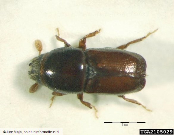mali brestov beljavar (<i>Scolytus multistriatus</i>)