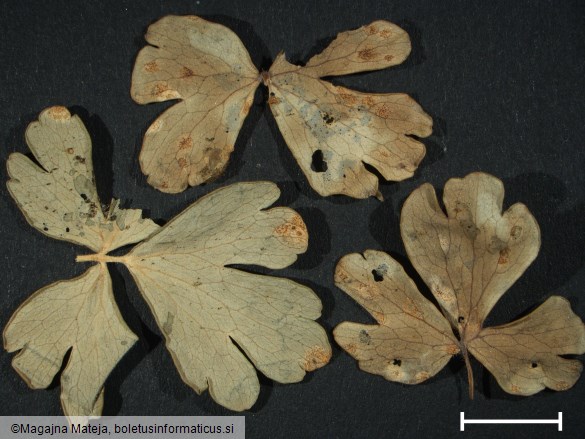 Aecidium aquilegiae