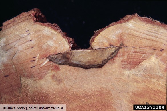 raka na rdečem hrastu (<i>Pezicula cinnamomea</i>) na <i>Fagus sylvatica</i>