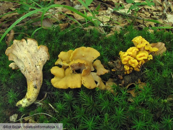 Cantharellus ianthinoxanthus