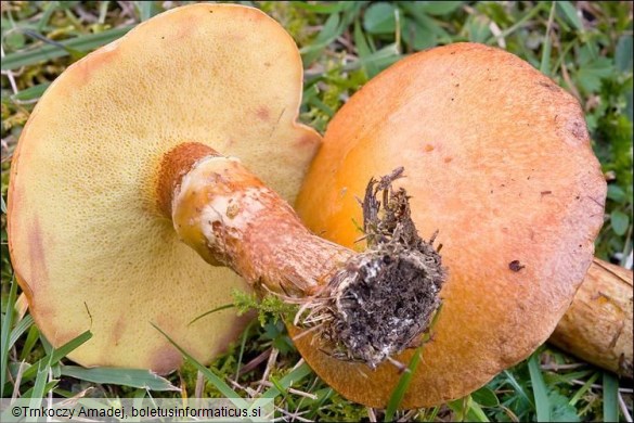 Suillus grevillei