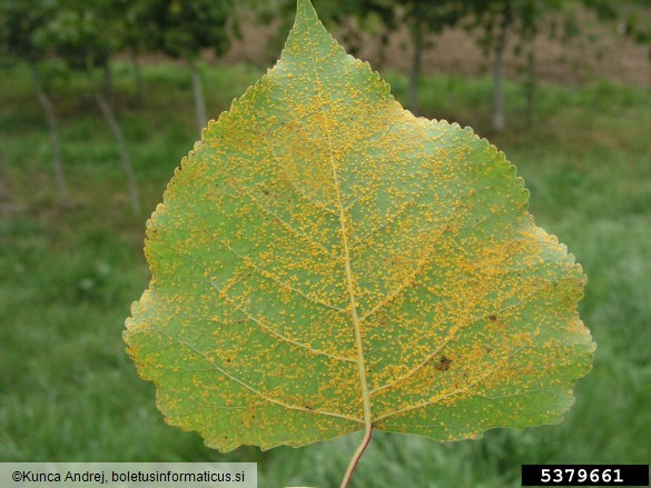 <i>Melampsora laricis-populina</i> na <i>Populus</i> spp.