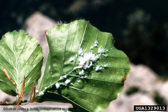 bukova listna uš (<i>Phyllaphis fagi</i>) na <i>Fagus sylvatica</i>