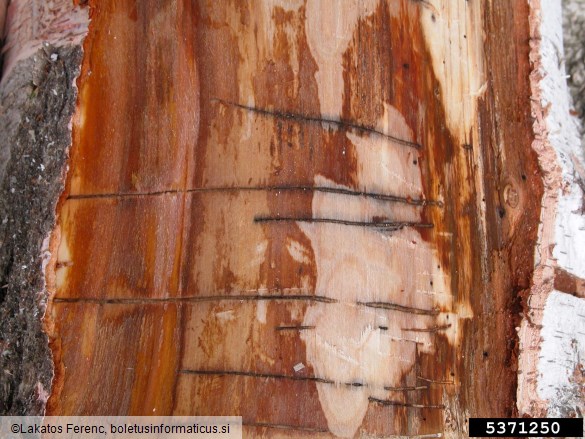 navadni (bukov) vrtovin (<i>Hylecoetus dermestoides</i>) na <i>Betula</i> spp.