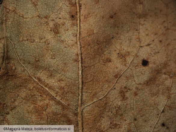 Puccinia polygoni 