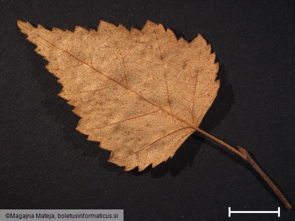Melampsora betulina