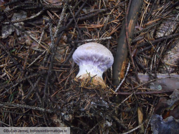 Cortinarius traganus