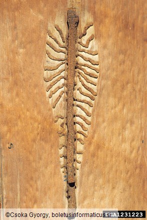 osmerozobi smrekov lubadar ali knaver (<i>Ips typographus</i>)