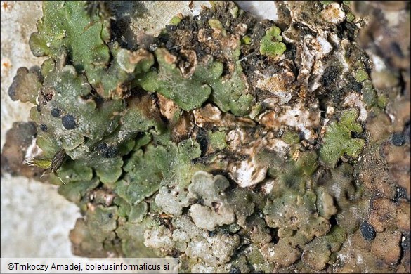 Mycobilimbia lurida