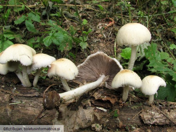 Psathyrella candolleana