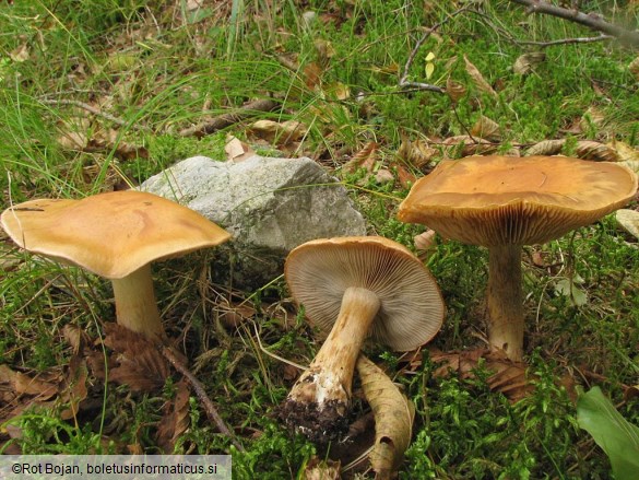 Cortinarius allutus