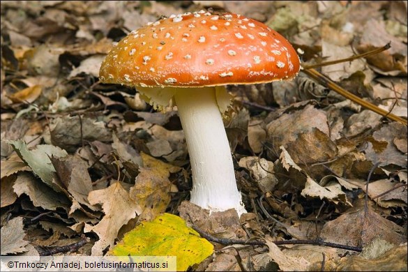 Amanita muscaria