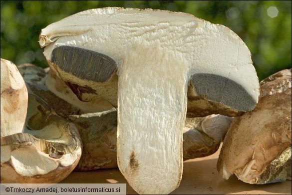 Boletus radicans