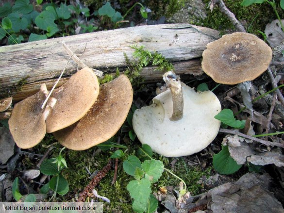 Polyporus lepideus