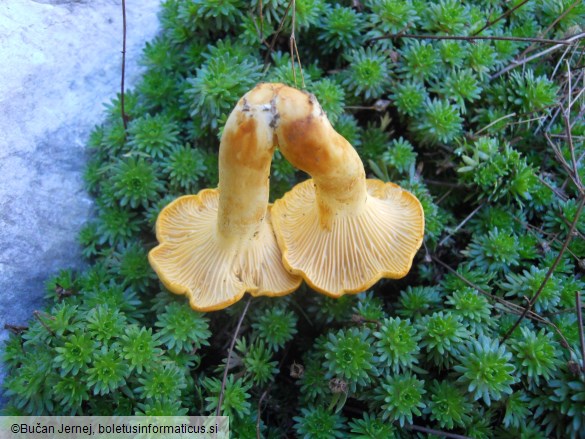 Cantharellus cibarius