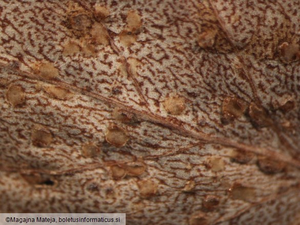 Puccinia violae