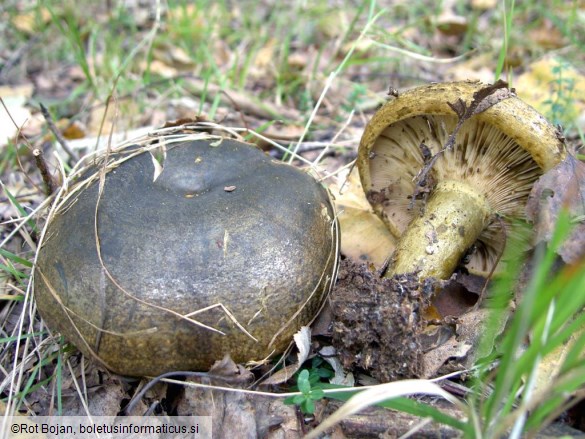 Lactarius necator