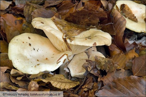 Lactarius pallidu