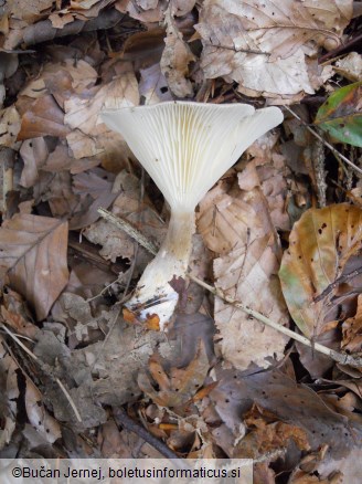 Clitocybe clavipes