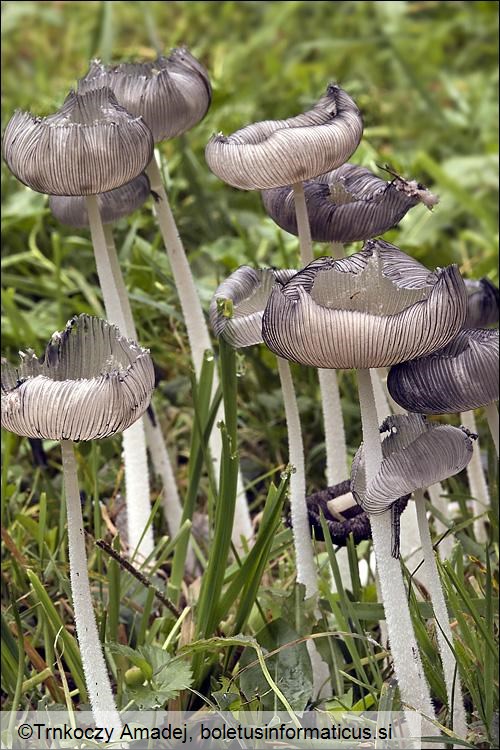 Coprinopsis lagopus