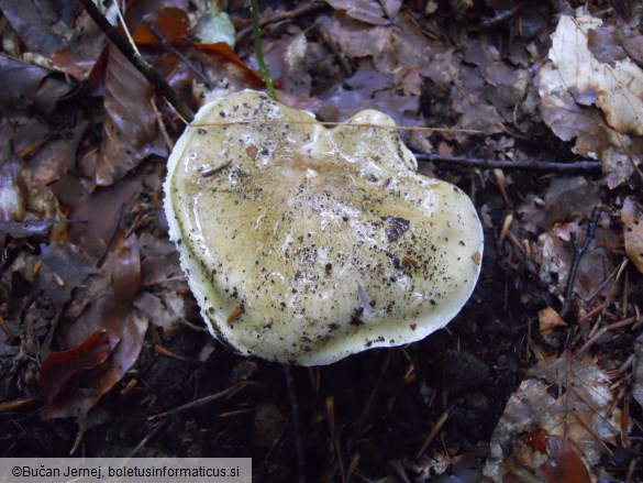 Tricholoma sejunctum