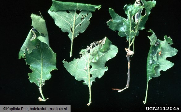 zeleni hrastov zavijač (<i>Tortrix viridana</i>) na <i>Quercus</i> spp.