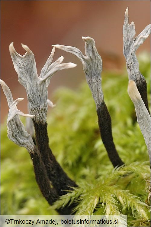Xylaria hypoxylon