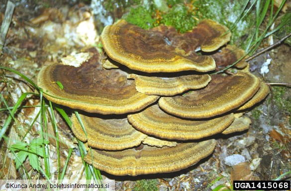 žoltorobi rjavopor (<i>Phaeolus schweinitzii</i>) na <i>Pinus sylvestris</i>