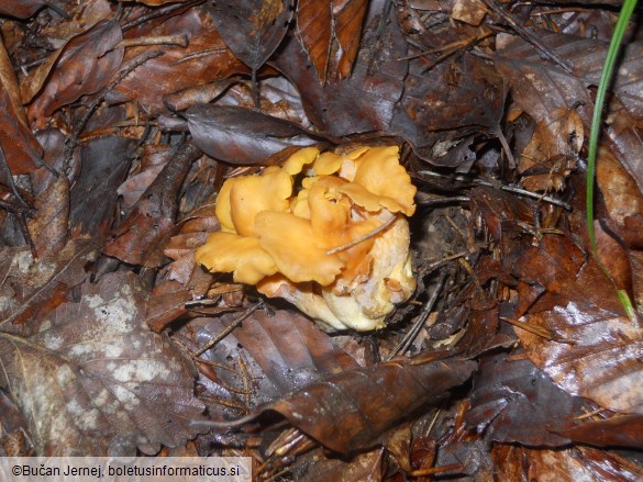 Cantharellus ianthinoxanthus