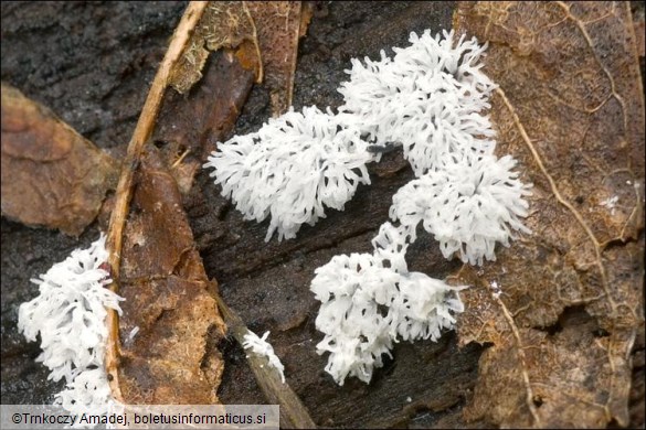 Ceratiomyxa fruticulosa