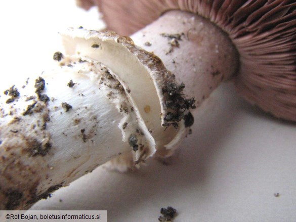 Agaricus bitorquis