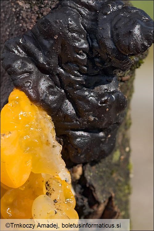 Exidia nigricans