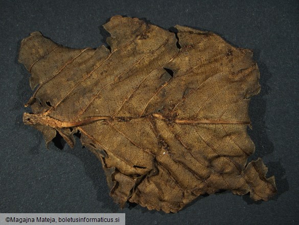 Aecidium rhamni