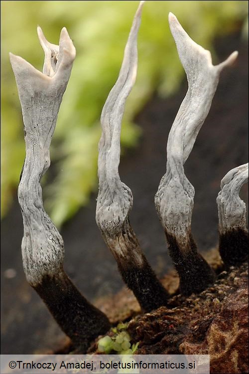 Xylaria hypoxylon