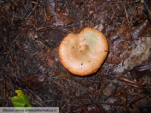 Lactarius deterrimus