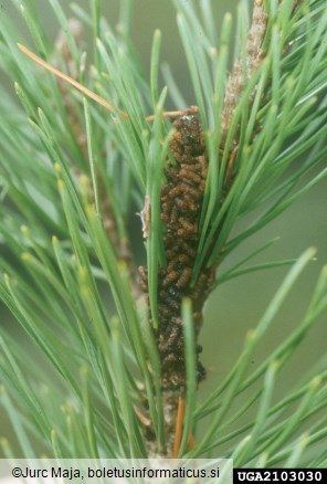 <i>Acantholyda</i> na <i>Pinus sylvestris</i>