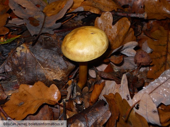 Tricholoma sulphureum