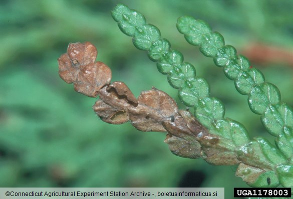 <i>Argyresthia thuiella</i>