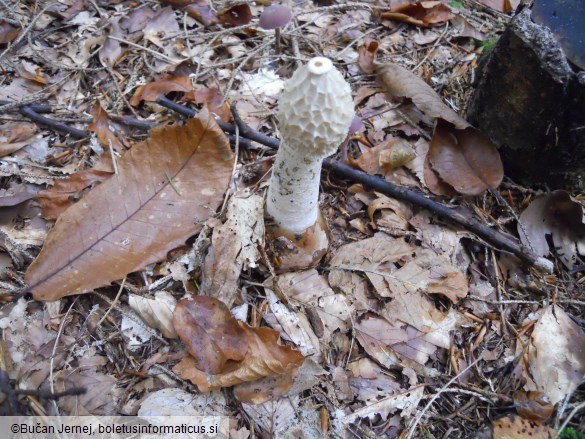 Phallus impudicus